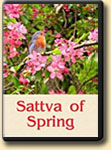 Sattva of spring