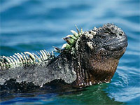 ������� ������� (Amblyrhynchus cristatus)