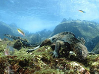 ������� ������� (Amblyrhynchus cristatus)