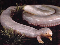 ������ (bipes biporus)