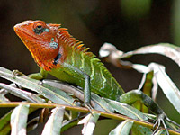 ������������ ����� (Calotes calotes)