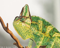 ��������� �������� (Chamaeleo calyptratus)