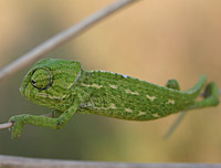 �������� (Chameleo chameleo)