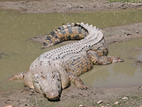 ���������� �������� (Crocodylus porosus)