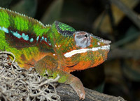 ���������� �������� (Furcifer pardalis)