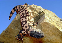 ������� (Heloderma suspectum)
