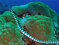 ���������� ������� ����� ��� ����������� (Laticauda colubrina)