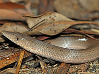 ������ ������� (Lialis burtonis)