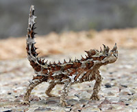 ����� (Moloch horridus)