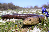 ���������� (Ophisaurus apodus)