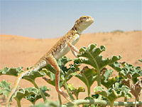 �������� ������������� ��������� (Phrynocephalus arabicus)