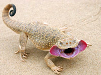 ������� ������������� (Phrynocephalus mystaceus)