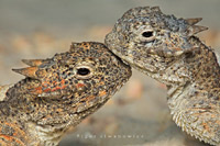 ������� �������