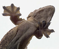 ������������� ��������������� ������ (Ptychozoon kuhli)