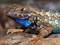 ������� ������ (Sceloporus occidentalis)