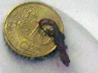 ����������� ������ (Sphaerodactylus parthenopion)