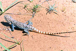 ������� ����� (Trapelus sanguinolentus)