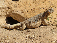 ��������� (Uromastyx aegyptius)