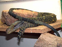 ���������� ����� ���������� (Varanus salvadorii)